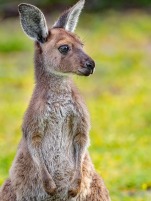 kangaroo-4870351_640